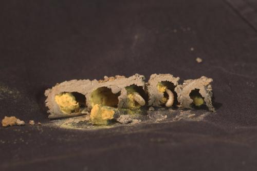 Réf. 257 075 : Osmia sp.