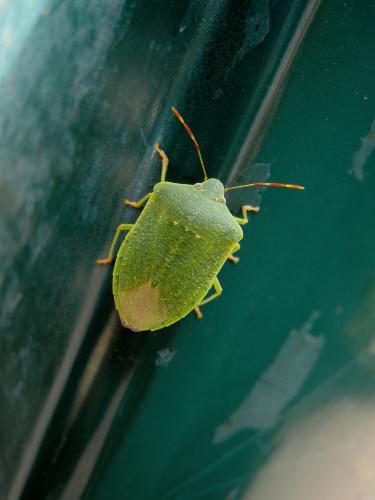 Nezara viridula