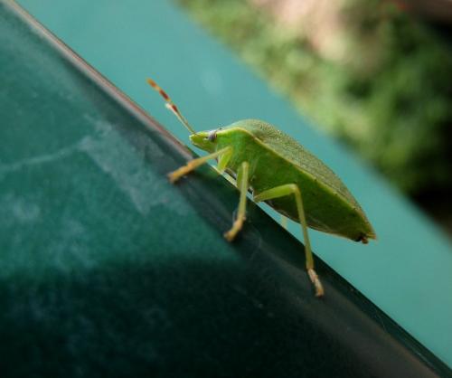 Nezara viridula