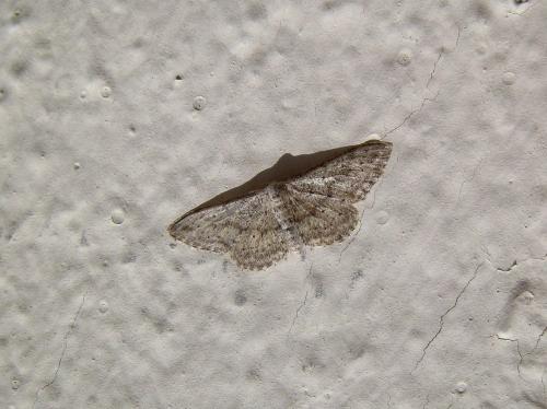 Idaea seriata