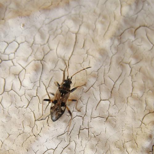 Beosus maritimus