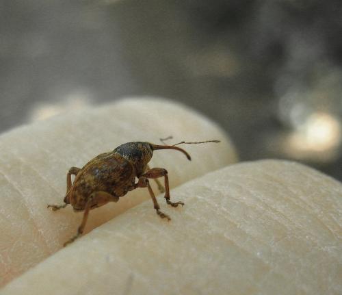 Curculio sp.