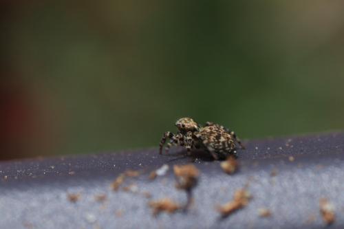 Pseudeuophrys erratica