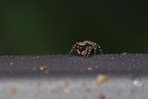 Pseudeuophrys erratica