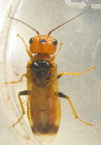 Réf. 257 402 : Pamphilius lethierryi