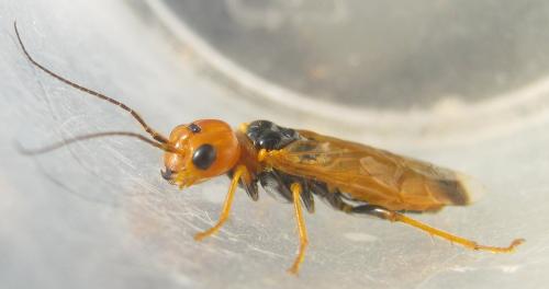 Réf. 257 401 : Pamphilius lethierryi