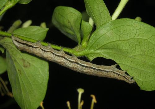 Xylocampa areola