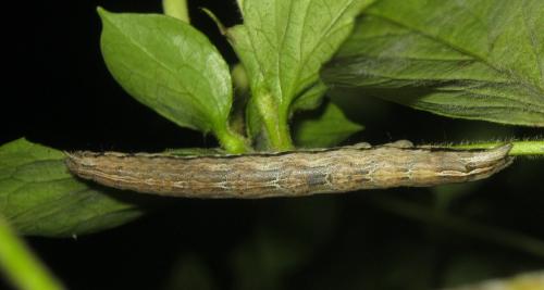 Xylocampa areola