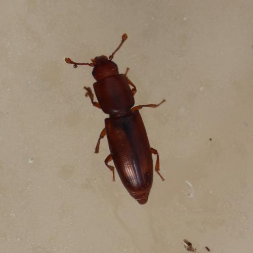 Rhizophagus sp.