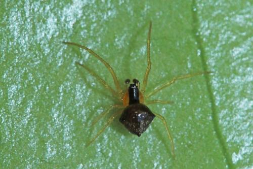 Réf. 257 065 : Theridula gonygaster