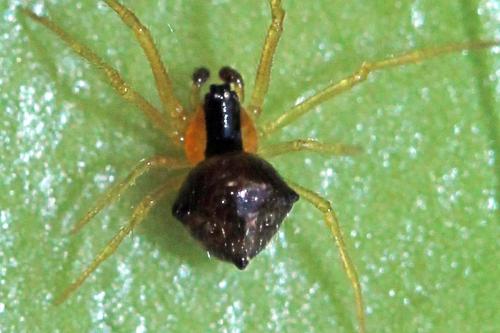 Réf. 257 067 : Theridula gonygaster