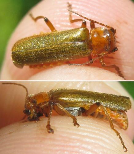 Cantharis sp.