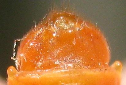 Cantharis sp.