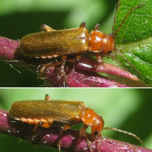 Réf. 257 978 : Cantharis sp.