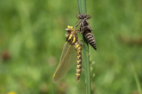 Cordulegaster boltonii