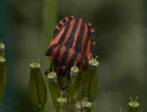 Graphosoma italicum