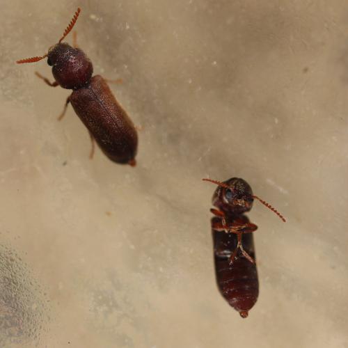 Réf. 257 640 : Ptilinus sp.