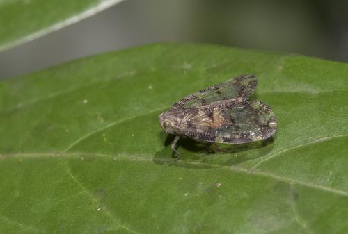 Nogodina reticulata