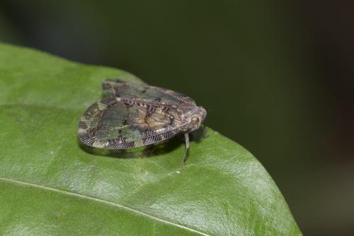 Nogodina reticulata