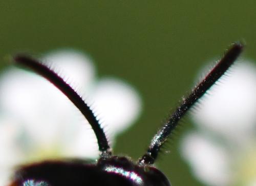 Arge cyanocrocea