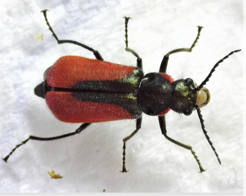Malachius aeneus