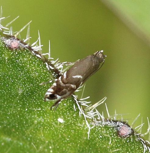 Glyphipterix sp.