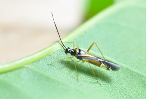 Réf. 257 151 : Cyllecoris histrionius
