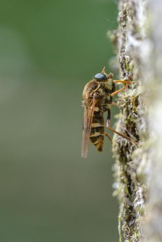 Coenomyia ferruginea