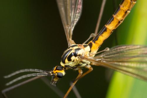 Nephrotoma submaculosa