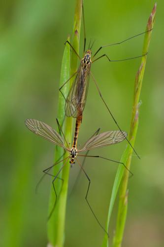 Nephrotoma submaculosa