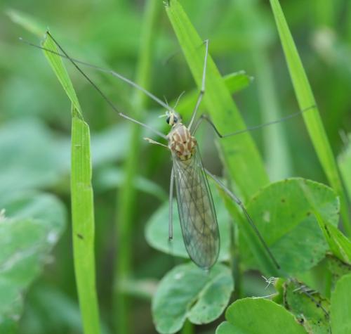 Nephrotoma guestfalica