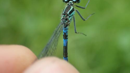 Réf. 257 333 : Coenagrion pulchellum