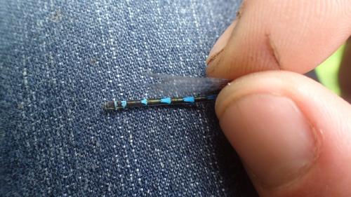 Réf. 257 332 : Coenagrion pulchellum
