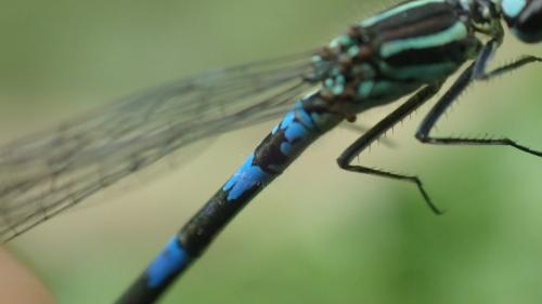 Réf. 257 331 : Coenagrion pulchellum