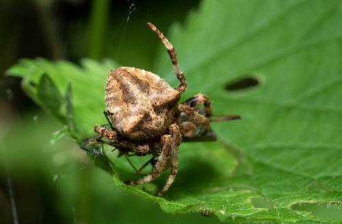 Araneus angulatus