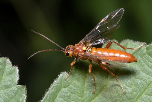 Tenthredopsis sp.