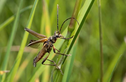 Réf. 257 287 : Stenocorus meridianus