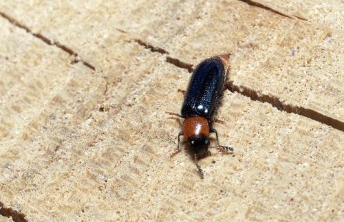 Dermestoides sanguinicollis