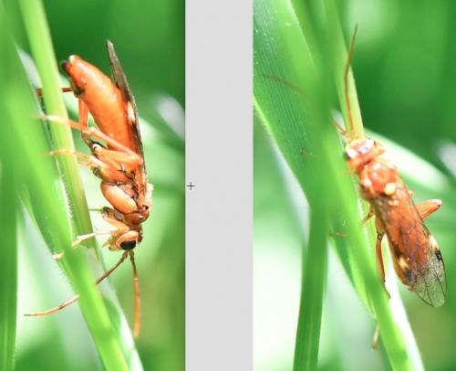 Tenthredopsis nassata