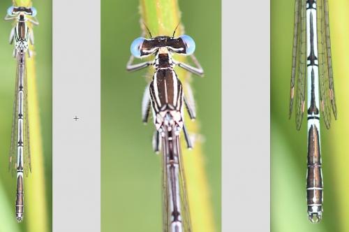 Platycnemis pennipes