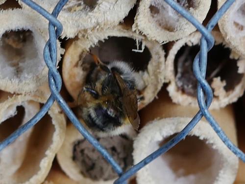 Osmia sp.