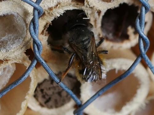 Osmia sp.