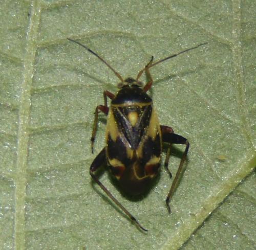 Polymerus unifasciatus