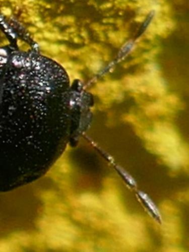 Réf. 257 606 : Legnotus limbosus