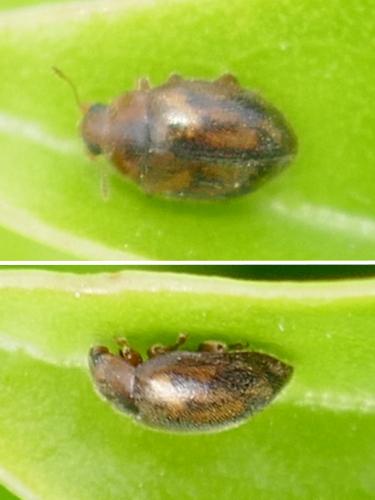 Réf. 257 934 : Rhyzobius chrysomeloides