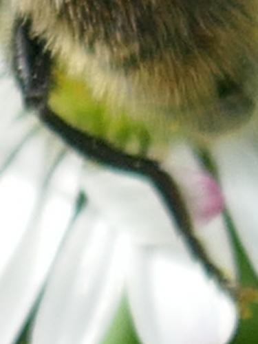 Merodon equestris