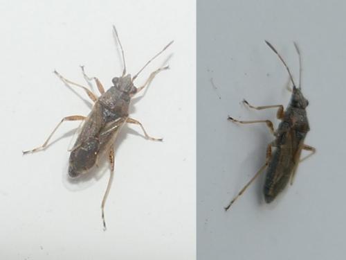 Nysius sp.