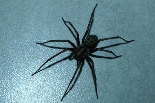 Eratigena sp.