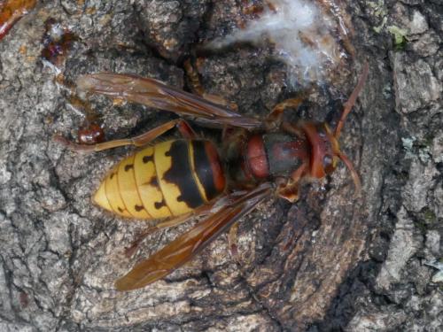 Réf. 257 393 : Vespa crabro