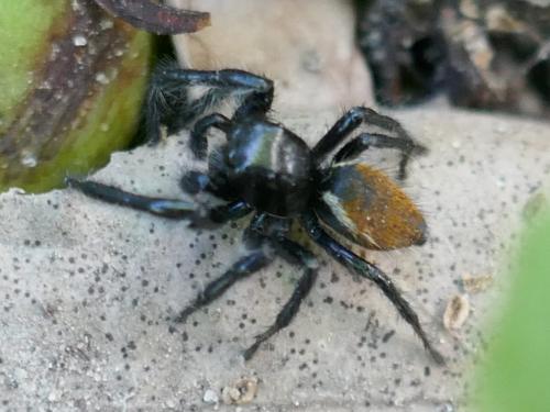Réf. 257 494 : Carrhotus xanthogramma